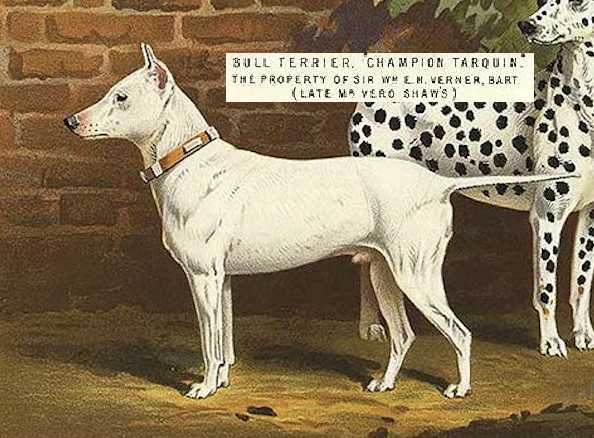 Tarquin [Sir Wm E.H. Verner, Bart Late Vero Shaw's] | Bull Terrier 