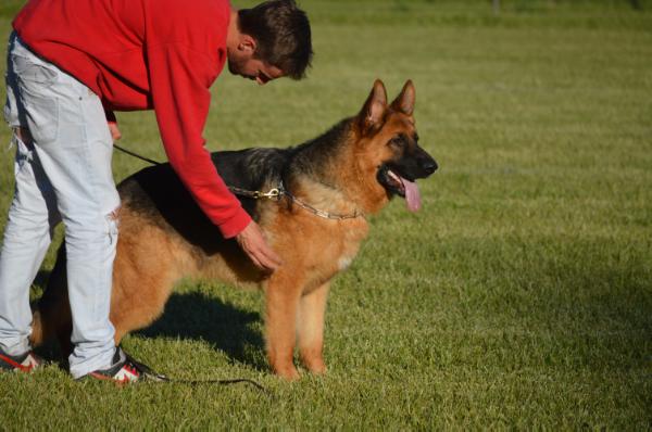 Conde von house luna | German Shepherd Dog 