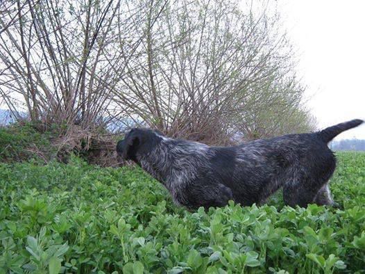 Erna | German Wirehaired Pointer 