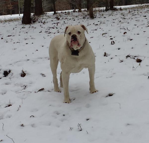 Nadzam's Casey Bella | American Bulldog 