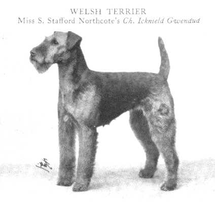 Icknield Gwendud | Welsh Terrier 