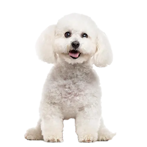 Bichon Frise