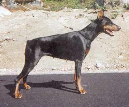 Optimistic Pamela | Black Doberman Pinscher