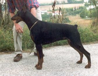 Obruk di Coldicania | Black Doberman Pinscher