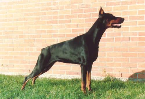 Haida v.h. Wantij (NHSB 1479460) | Black Doberman Pinscher