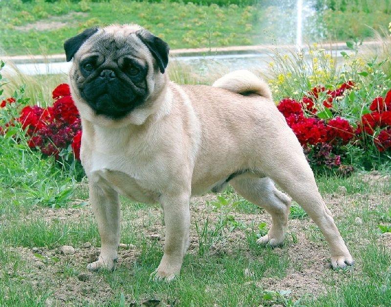 magic equinox's enduring freedom | Pug 