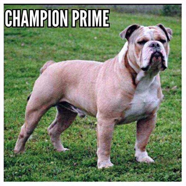 Phx's Blue Prime | Olde English Bulldogge 