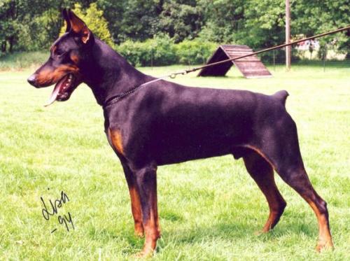 Quarlos v. Roveline | Black Doberman Pinscher