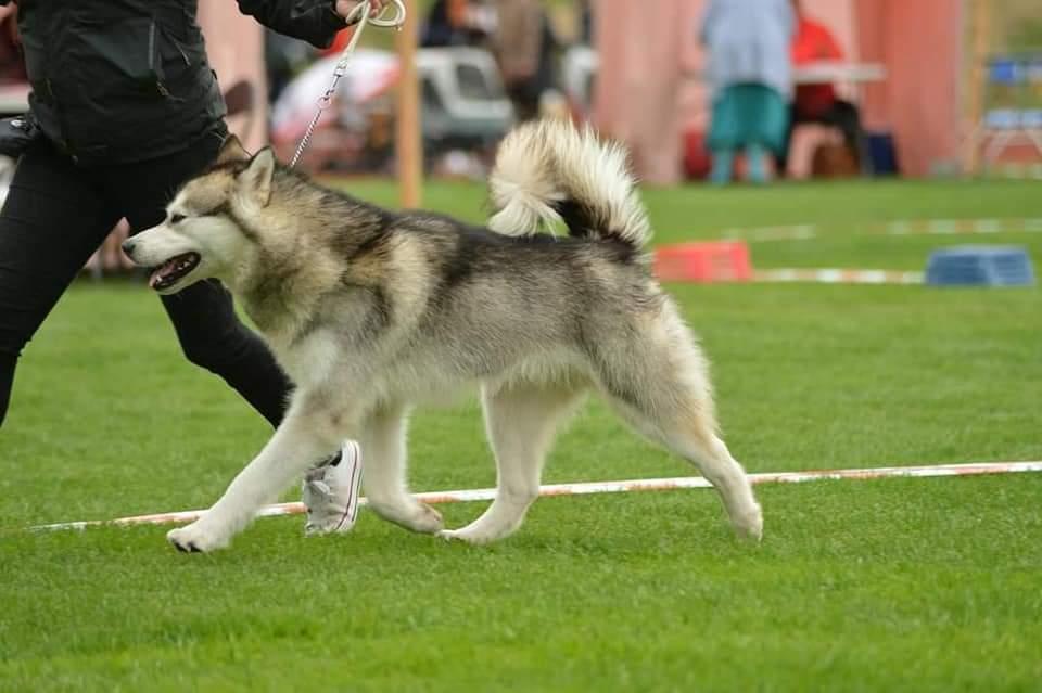 Attenmut's Hassun Poppa | Alaskan Malamute 