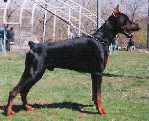 Brando Les Deux Peupliers (NHSB 1973311) | Black Doberman Pinscher