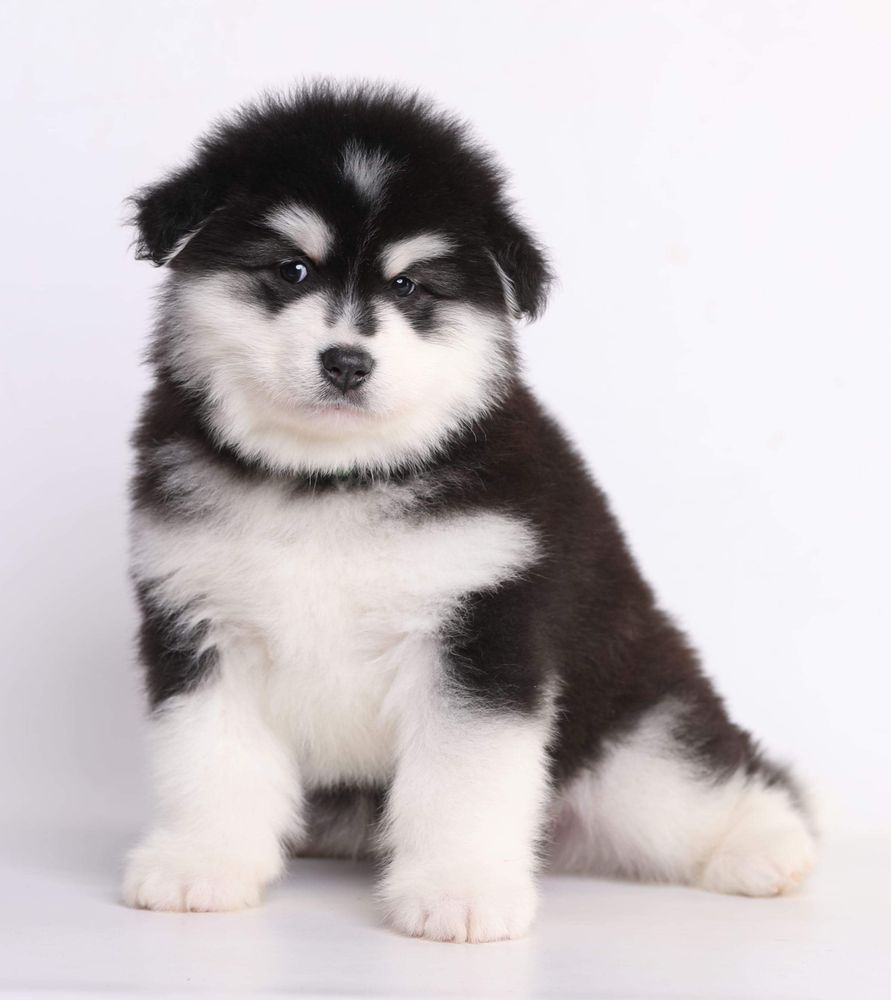 MAZURSTAR ZENA Queen | Alaskan Malamute 