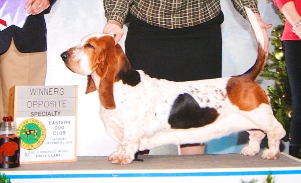 Barnside Vesuvii Ironika | Basset Hound 