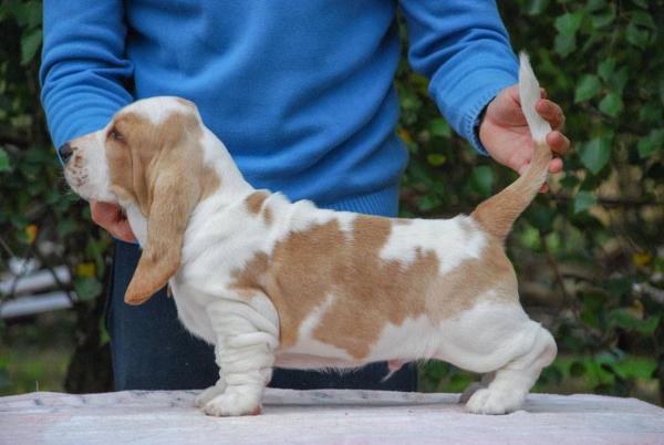 Doctore Of Baratten | Basset Hound 