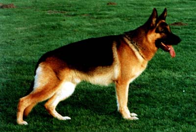 Xorro vom Fourniermühlenbach | German Shepherd Dog 