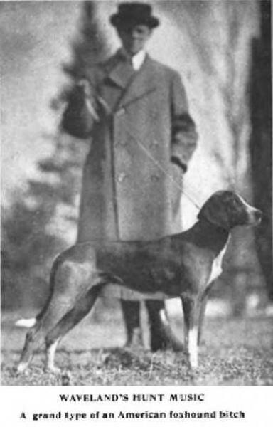 Waveland's Hunt Music (~1911) | American Foxhound 