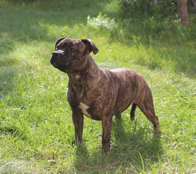 Pine Forest Best Celina Tiger Revived | Staffordshire Bull Terrier 