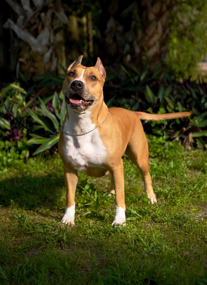 BLUPRINTS WARRIOR PRINCESS @SE | American Pit Bull Terrier 