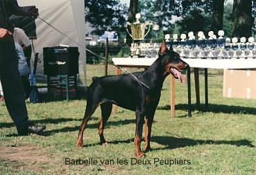 Barbelle Les Deux Peupliers | Black Doberman Pinscher