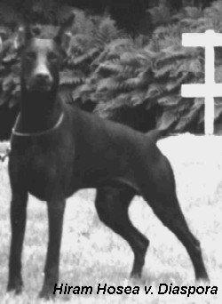 Hiram Hosea v. Diaspora | Brown Doberman Pinscher