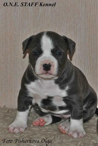 O.N.E. STAFF AMANDA GIVENHCY ROYAL BLOOM | American Staffordshire Terrier 