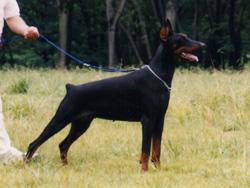 Hizkia Hannah v. Diaspora | Black Doberman Pinscher