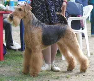 Rus Kornels Bravo Elizaveta | Airedale Terrier 