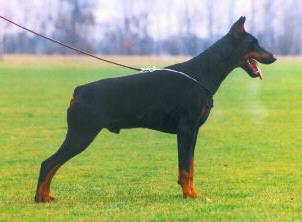 Lüwin v. Stevinhage | Black Doberman Pinscher