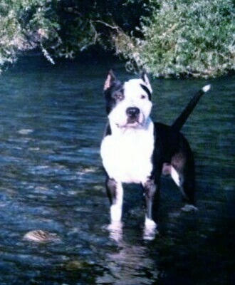 Aragona Burdoss Nezperce'S | American Staffordshire Terrier 