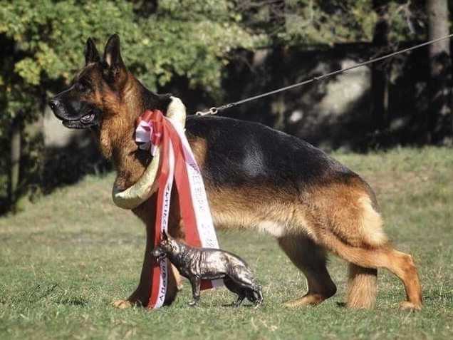 Kjuwel vom Haus Tchorz | German Shepherd Dog 