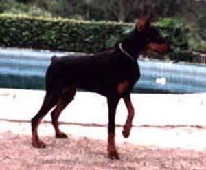 Black Viva v. Franckenhorst | Black Doberman Pinscher