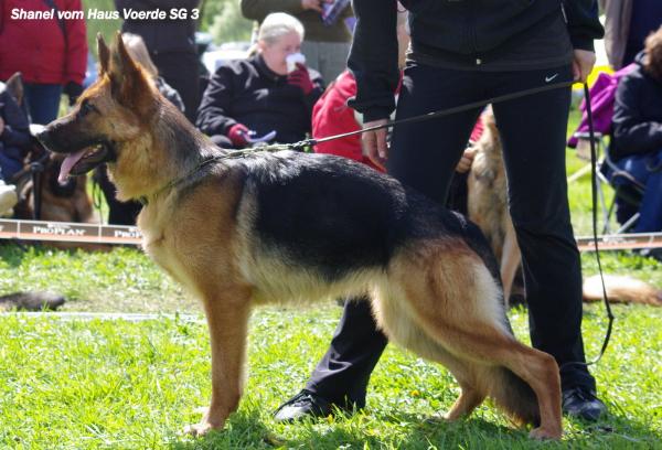 Chanel von Haus Voerde | German Shepherd Dog 