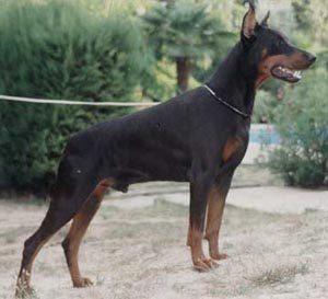 Zorann v. Franckenhorst | Black Doberman Pinscher