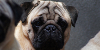 Lleo-Sanmart-Shema Cesc | Pug 