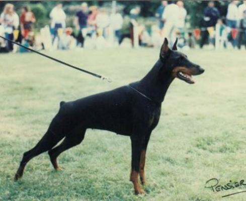 Fabiana Frencia des Landrys | Black Doberman Pinscher
