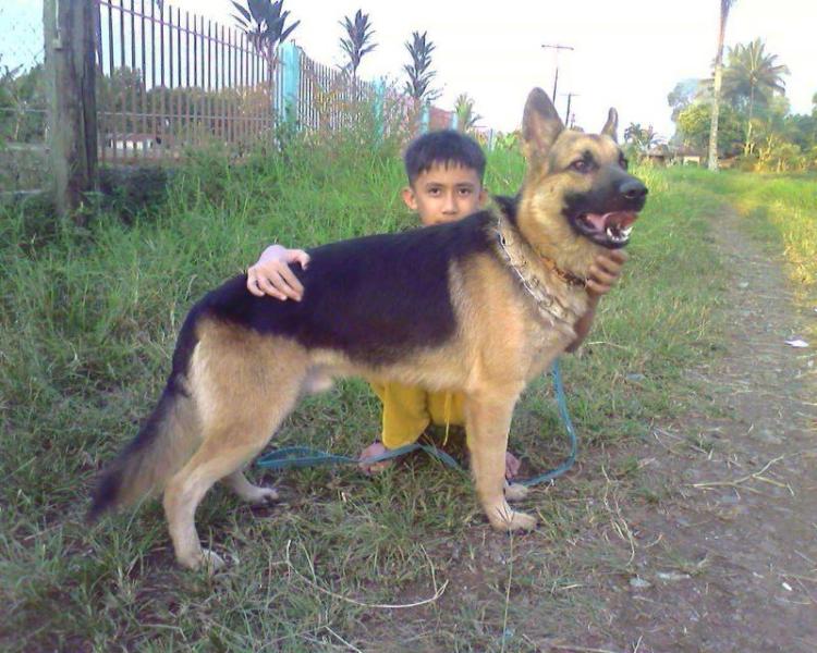 Atlan vom Winzel Haus | German Shepherd Dog 