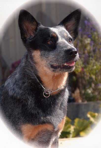 Heel N Ewenshock'N Y'all | Australian Cattle Dog 