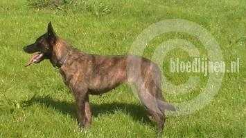 Holly BRN 20609 | Belgian Malinois 