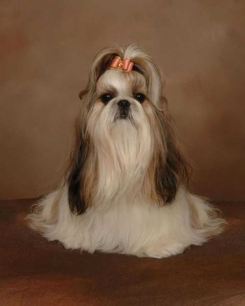 Mei San Catch Me If U Can | Shih Tzu 
