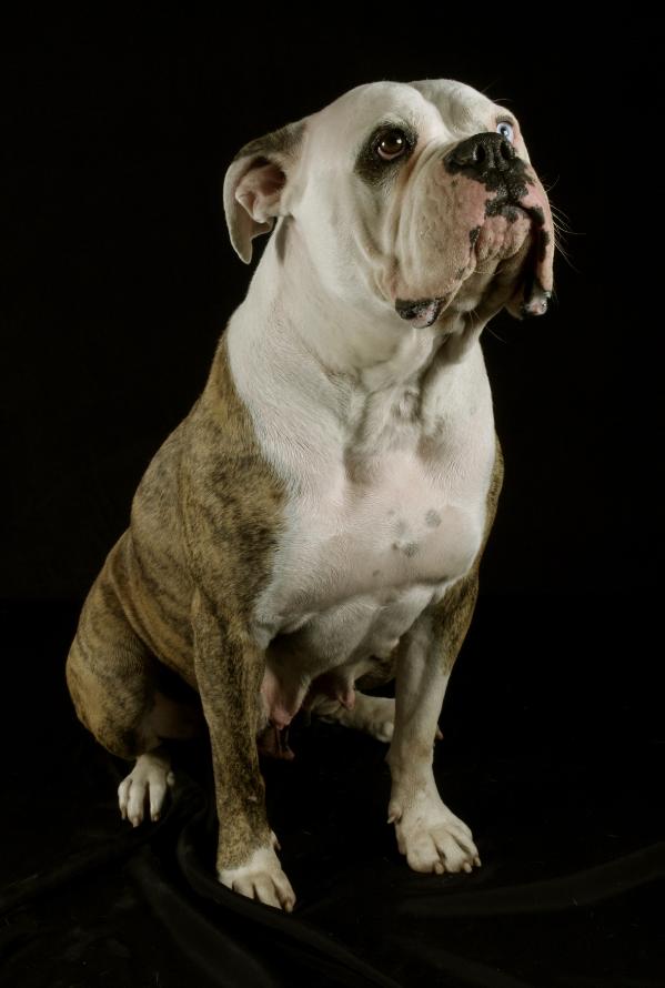 Bluefires Andra | American Bulldog 