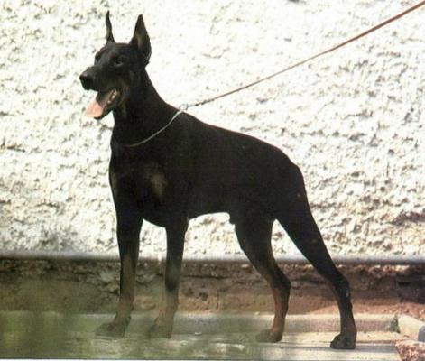 Heros del Palatino | Black Doberman Pinscher