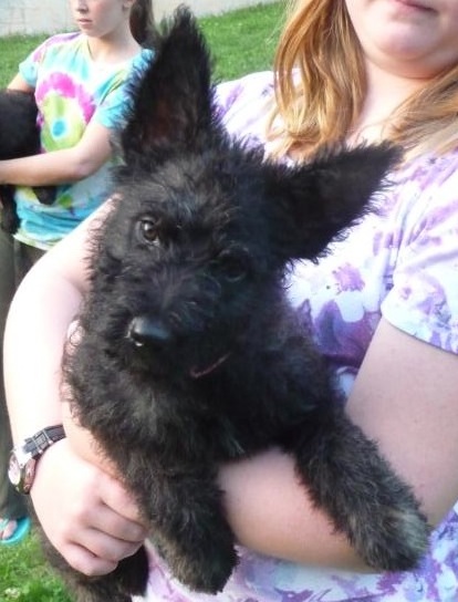 Ranchodutchie Camomile | Dutch Shepherd 