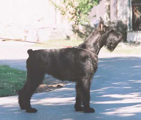 DARK DIAMOND JENIFER | Giant Schnauzer 