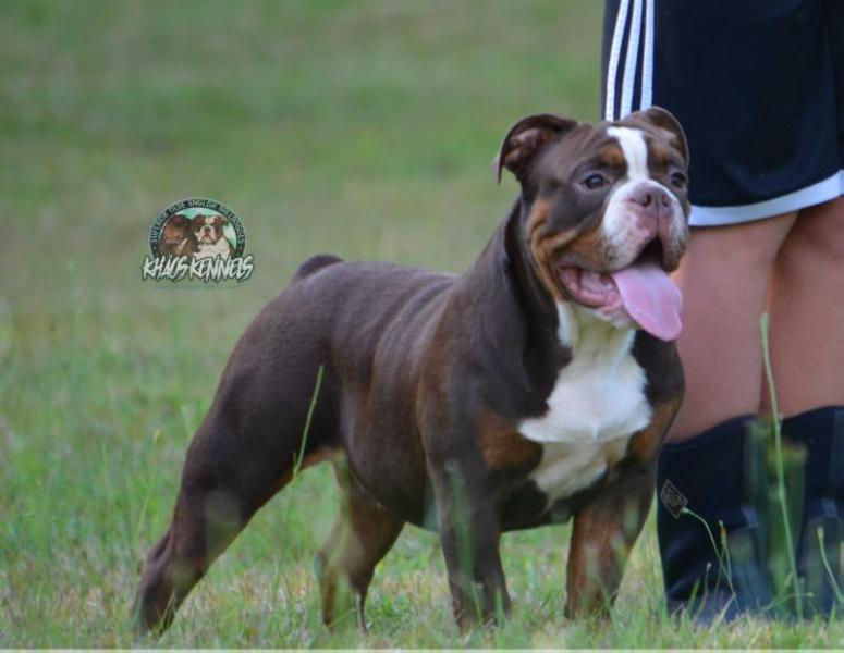 KHAOS' TYKAS | Olde English Bulldogge 