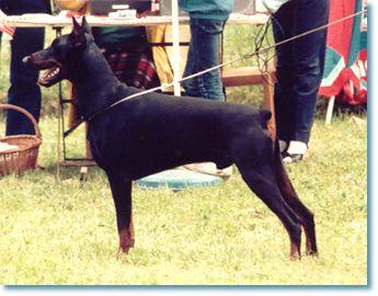 Flash v. Amtmannsgarten | Black Doberman Pinscher