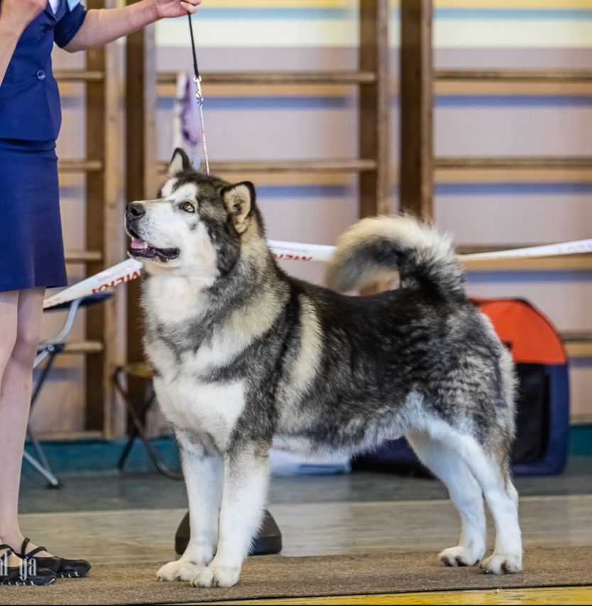 Melvin Wild Wind | Alaskan Malamute 