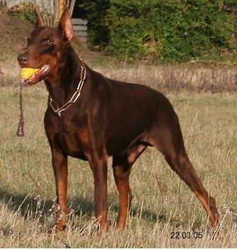 Angelo v. Karat | Brown Doberman Pinscher