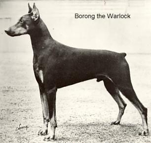 Borong The Warlock | Black Doberman Pinscher