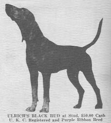 Ulrich's Black Bud | Black and Tan Coonhound 