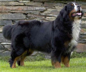 Gulliver Gonzales av Hiselfoss | Bernese Mountain Dog 