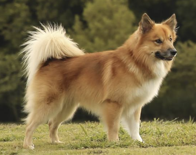 Stubborn Elm's Oskasteina Skiptingur | Icelandic Sheepdog 